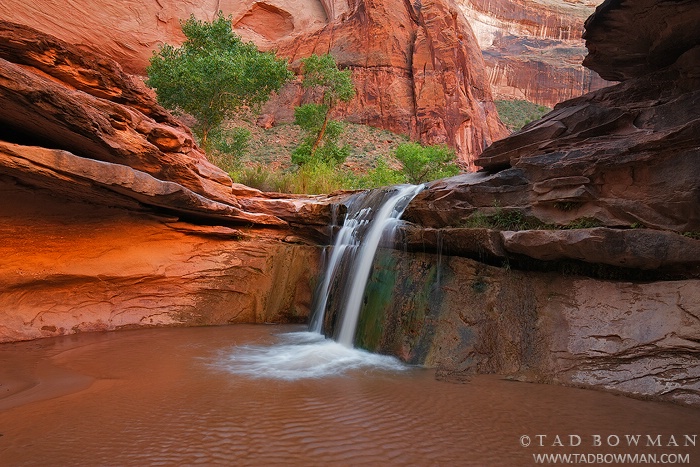 Desert Oasis