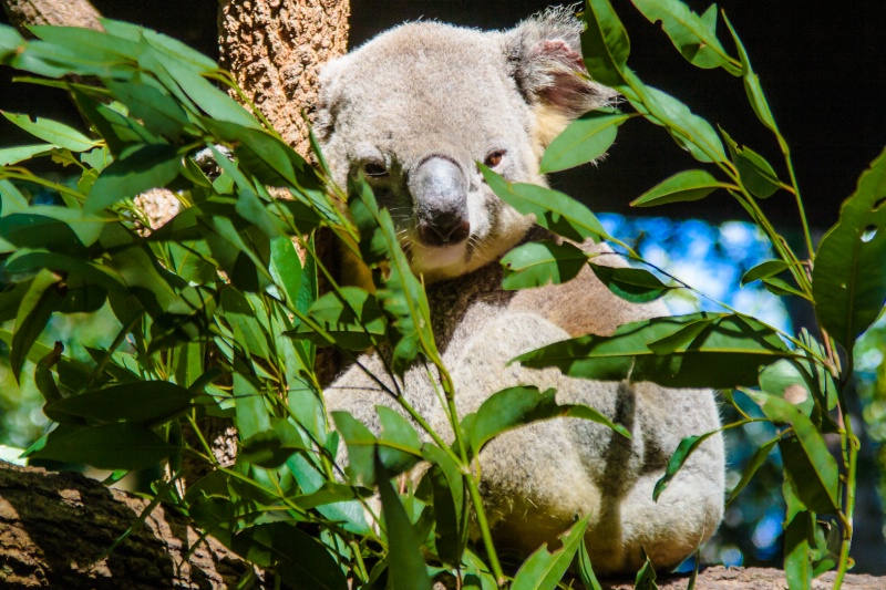 Koala Sitting In An Eucalyptus Tree