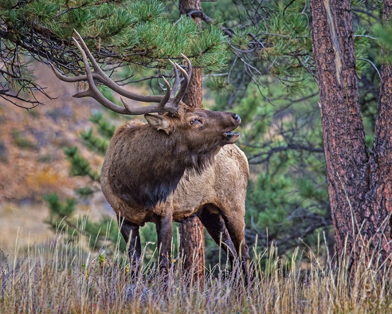 Bull Elk Bugeling