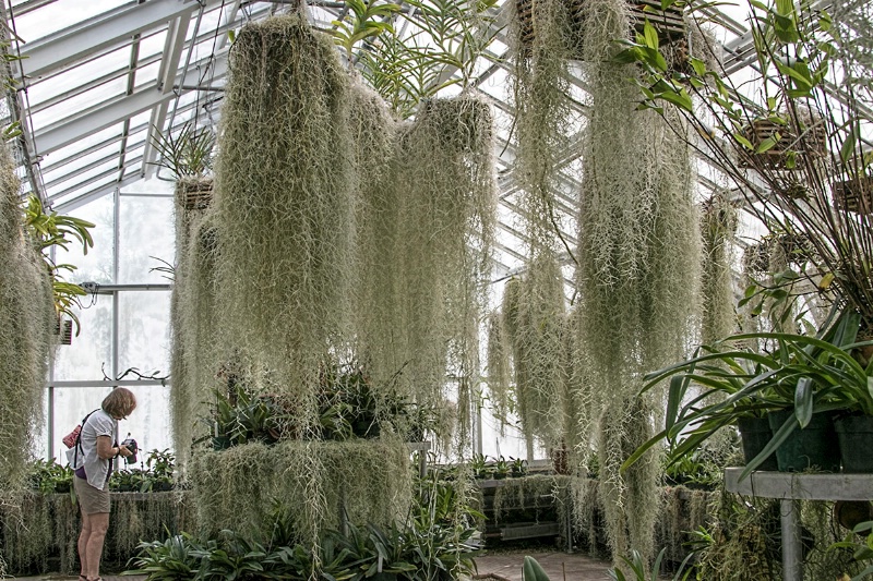 In the Orchid House