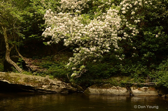 River Mountain Laurel