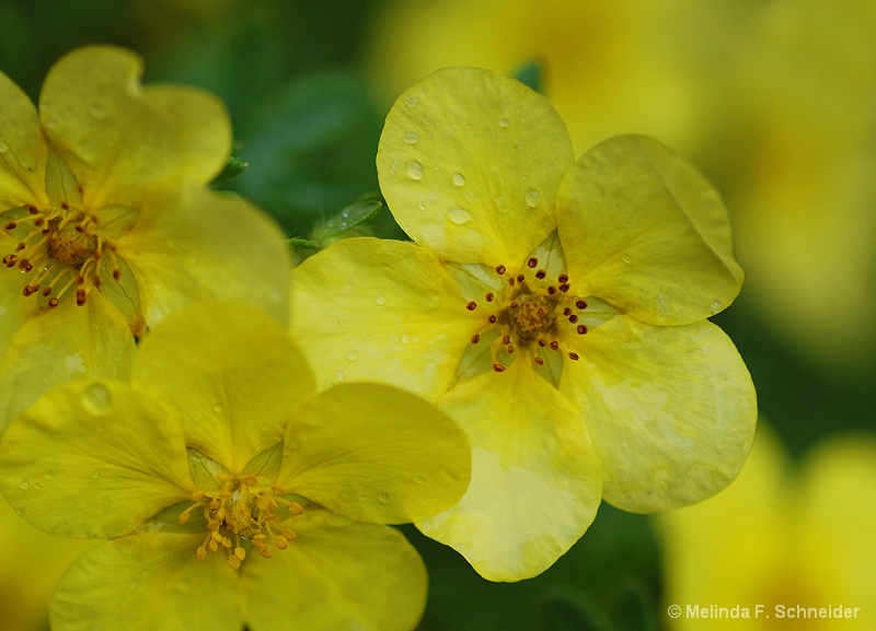 Yellow Dainties