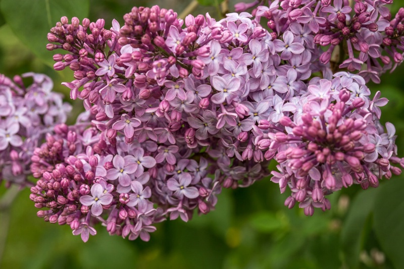 Lilacs a blooming 