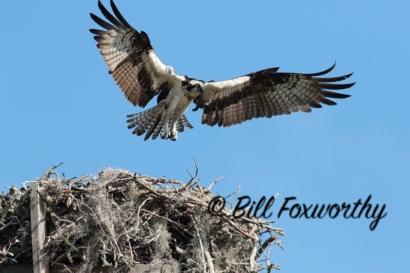 Osprey at Nest