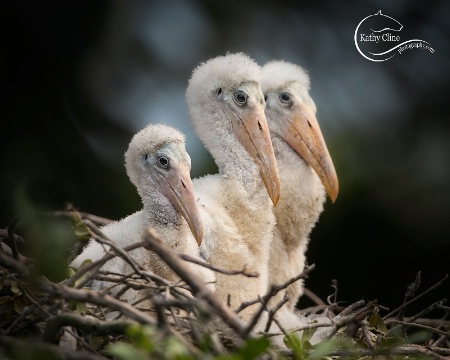Baby wood stork chicks
