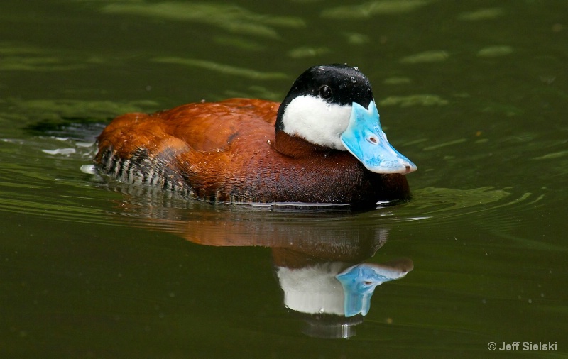 Morning Swim!!  Ruddy Duck 