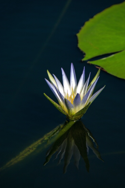 First of the Waterlilies