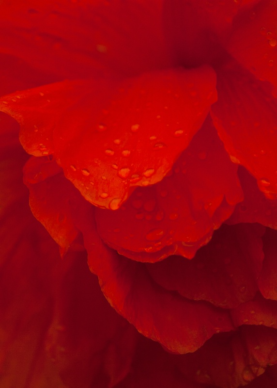 Poppy Raindrops