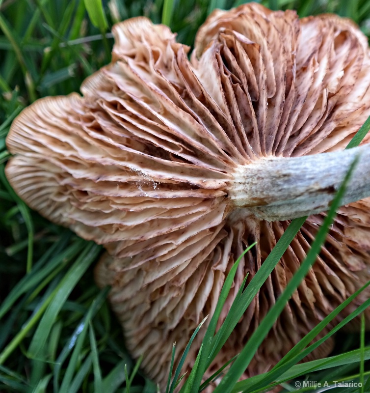 Backyard Mushroom