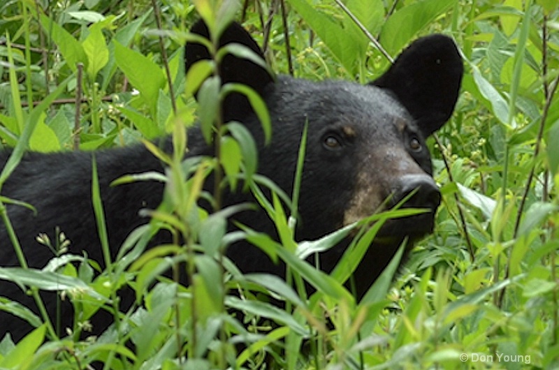 Smoky Mountain Bear