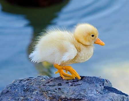 Baby Duck 2