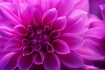 Purple Passion