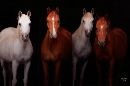 Arabian Beauties