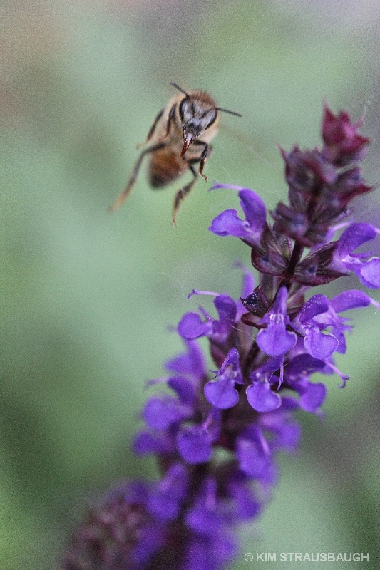 Coming In For A Landing