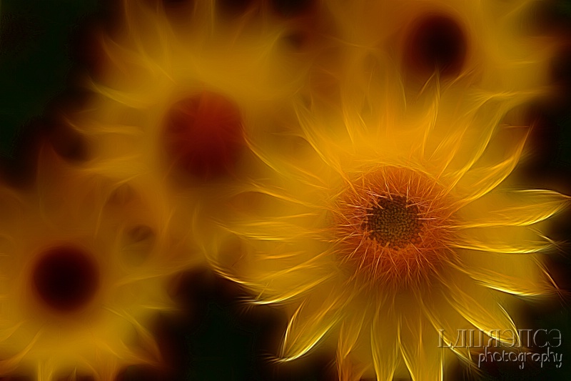 Solar Flowers
