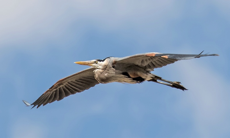 Great Blue Heron In Flight   