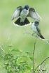 Eastern Kingbirds