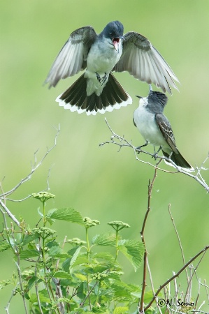 Eastern Kingbirds