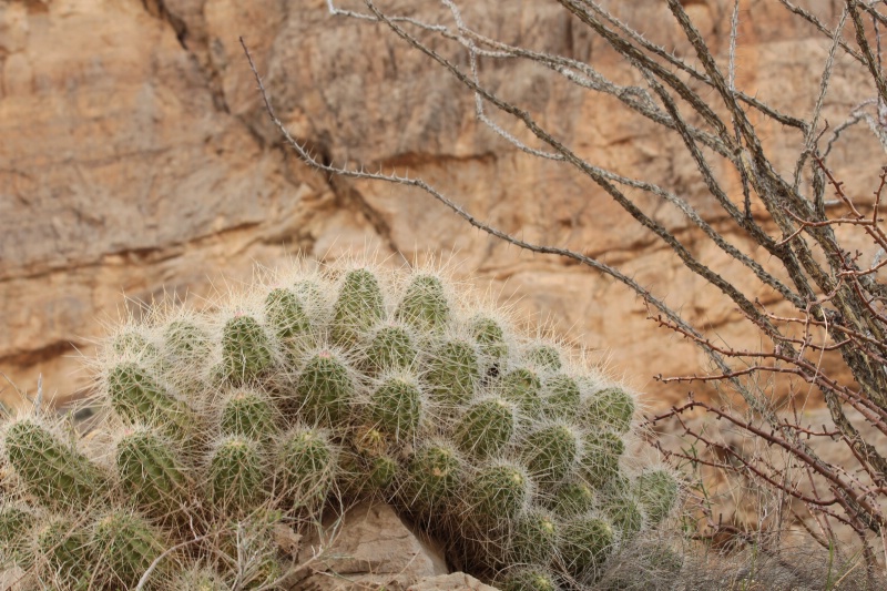 chihuahuan desert
