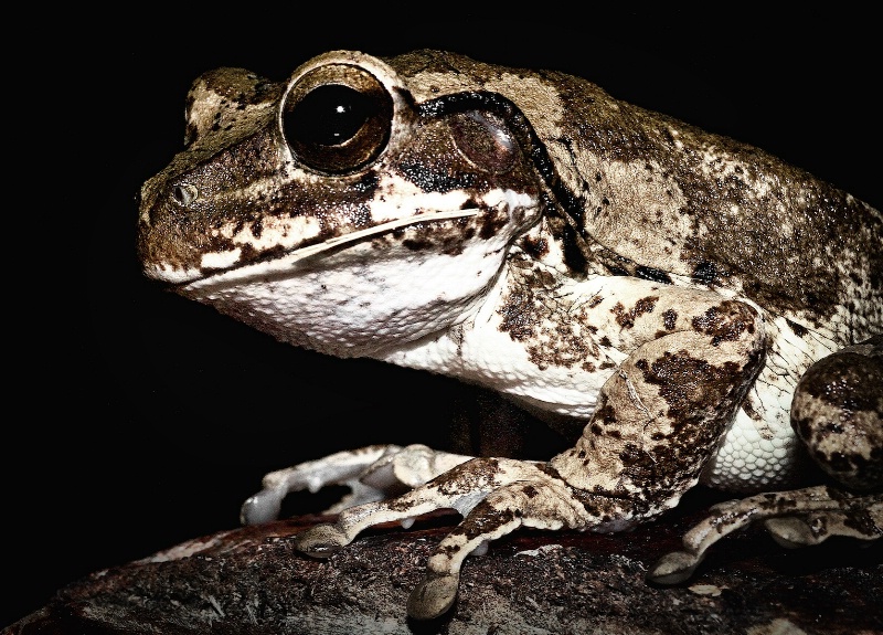 Posing Toad