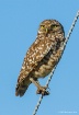 Burrowing Owl on ...