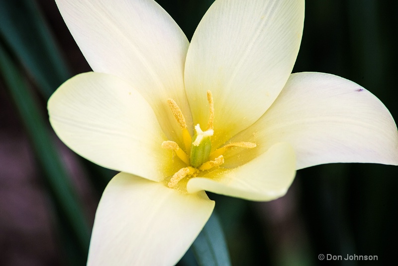Pale Yellow Day Lily 3-0 f lr 4-17-15 j320