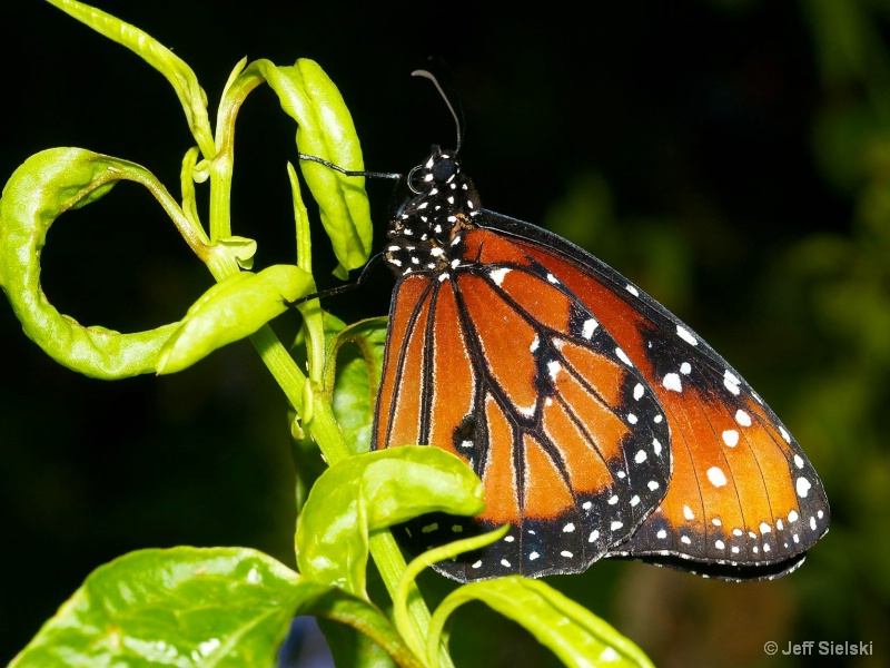 Just Relaxing! Immature Monarch Butterfly 