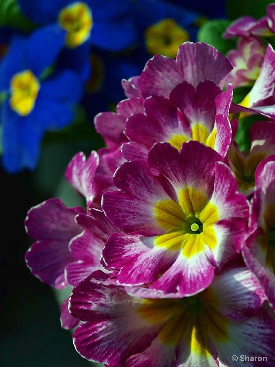 Colorful Primroses