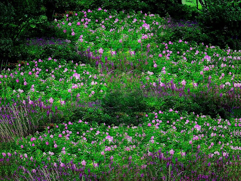 Six Mile Marsh Mallows