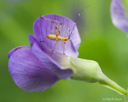 Nymph Katydid on Baptisia Blossom