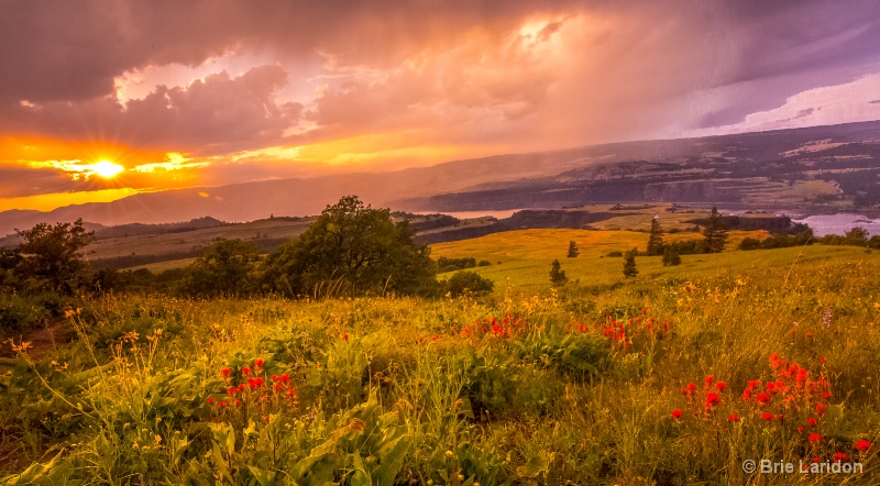 Spring Showers 