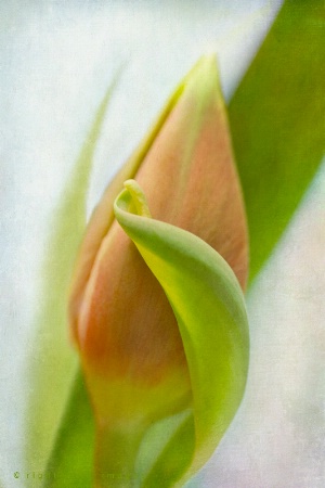 Bashful