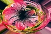 Bottlebrush abstr...