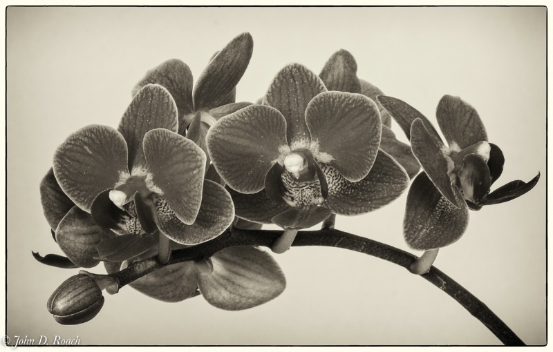 Orchids in Monochrome