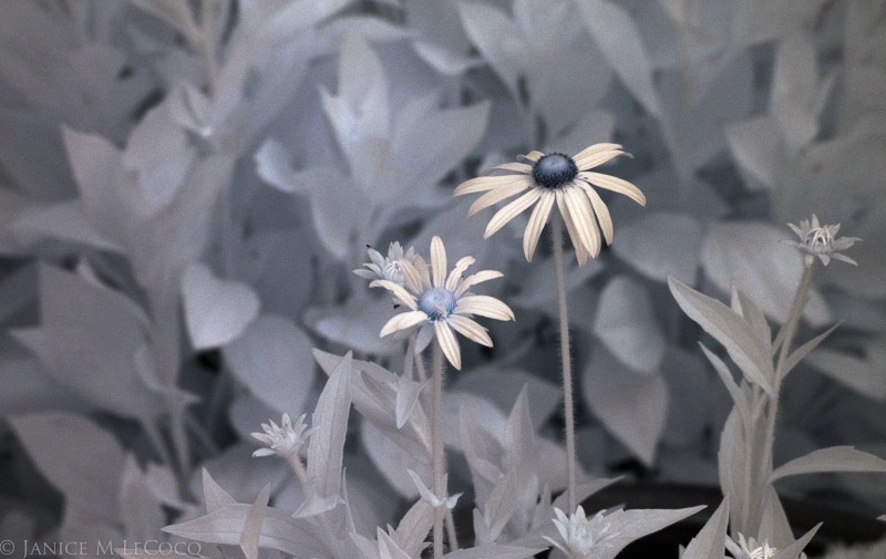 Daisies