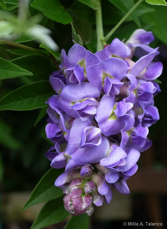 Wisteria Cluster