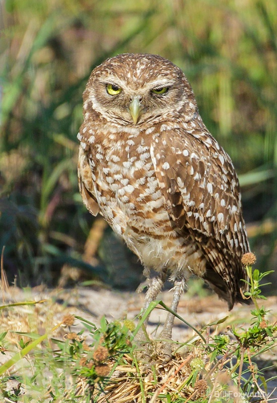 Burrowing Owl on a wire