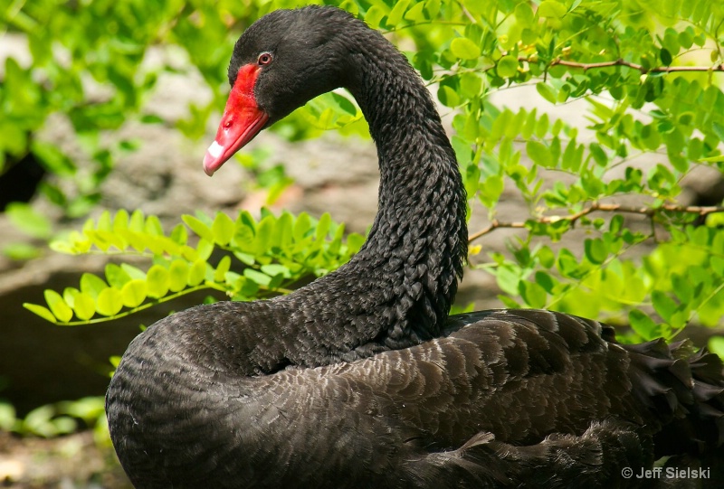 Strike A Pose!!  Black Swan