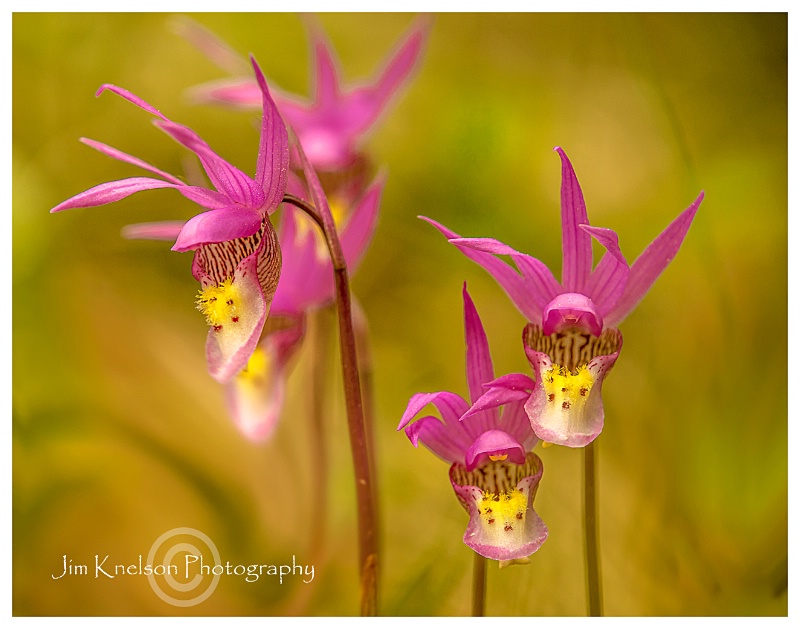 Calypso Orchid Cypress Hills AB