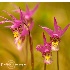 © Jim D. Knelson PhotoID # 14910063: Calypso Orchid Cypress Hills AB