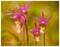 May 2015 Photo Contest 2nd Place Prize Winner