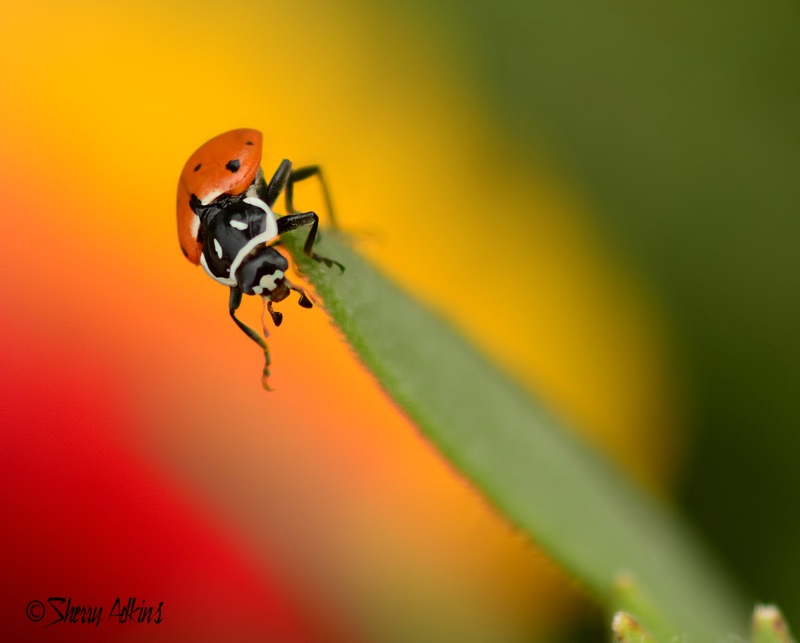 Balancing Act - ID: 14910100 © Sherry Karr Adkins