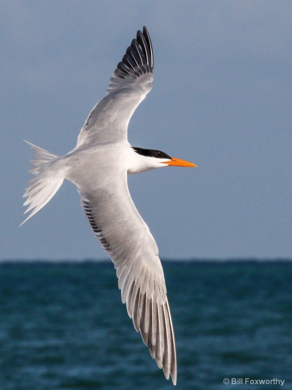 Royal Tern Back View