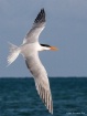 Royal Tern Back V...