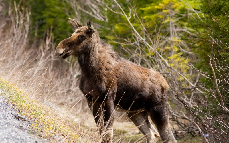 Spring Moose