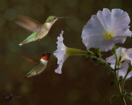 Hummingbird Pair