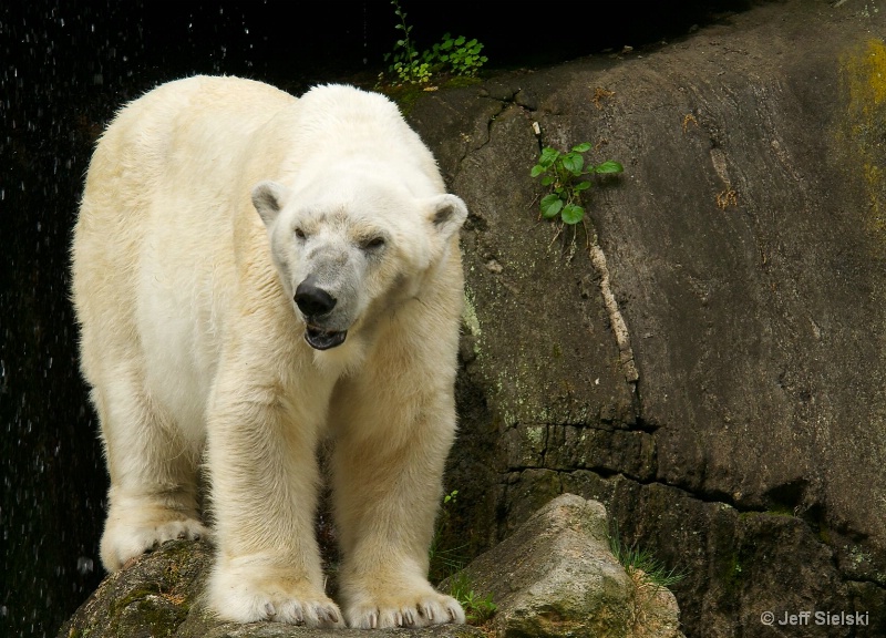 I Like Winter!!!  Polar Bear 