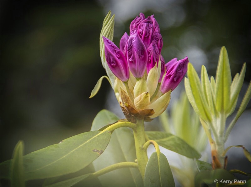 Blue Ridge Rhododendron 