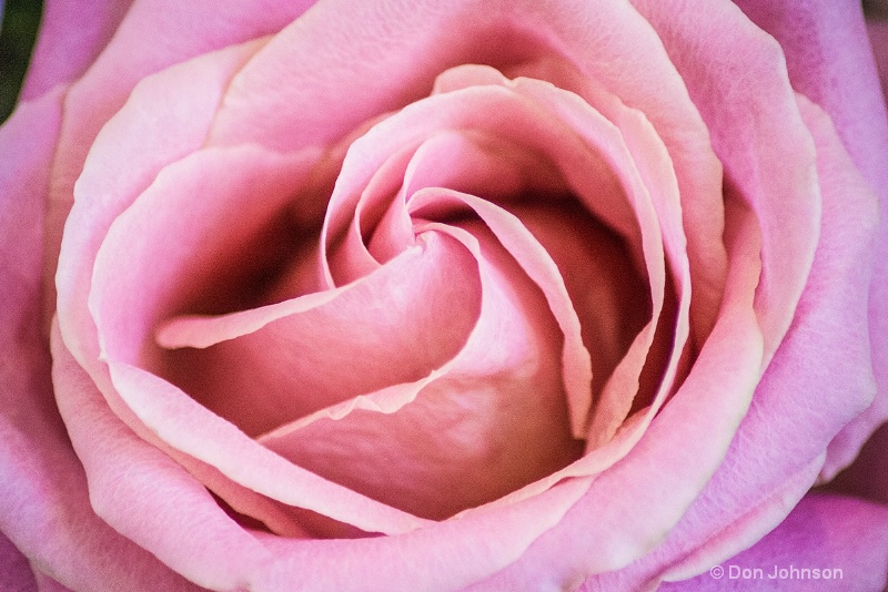 Lovely Pink Rose 3-0 f lr 5-30-15 j047