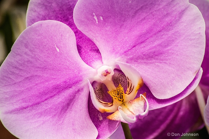 Hillwood Purple Orchid 3-0 f lr 5-30-15 j079